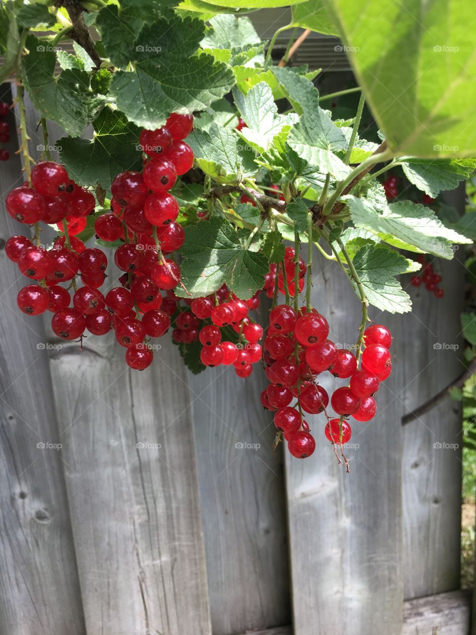 Wild red currants