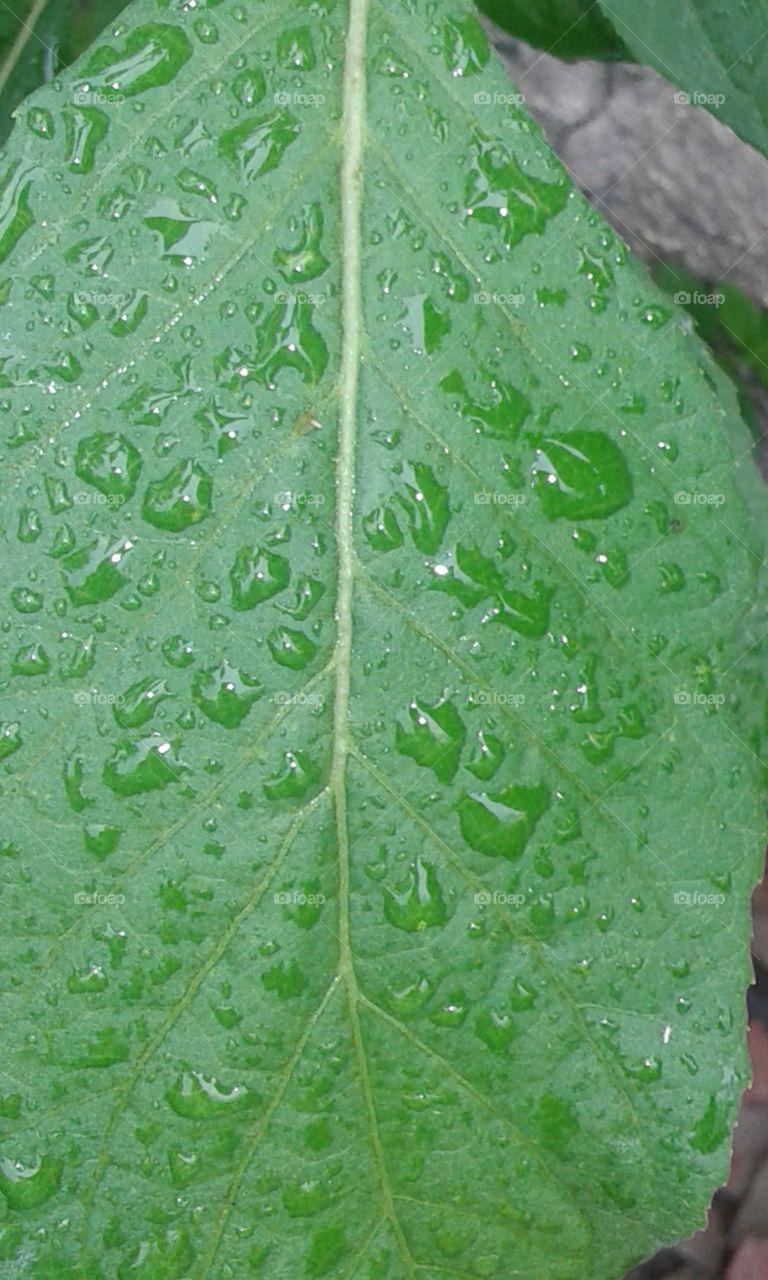 leaf