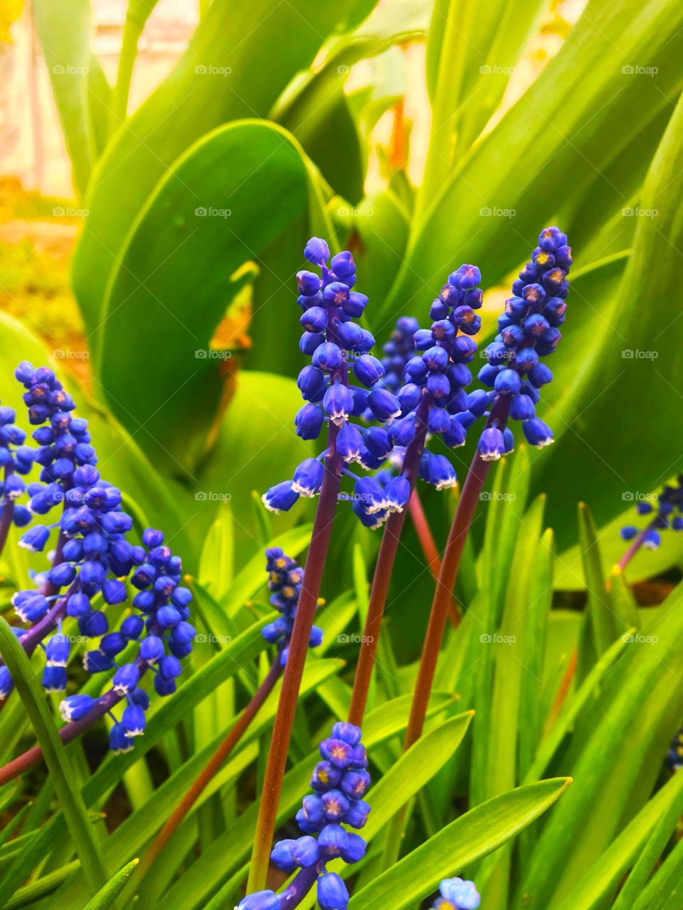 blue flowers