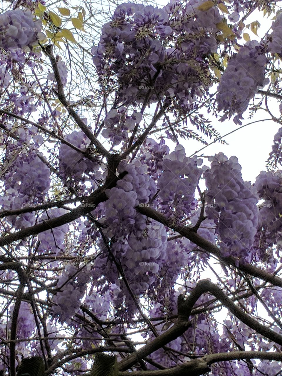 beautiful wisteria