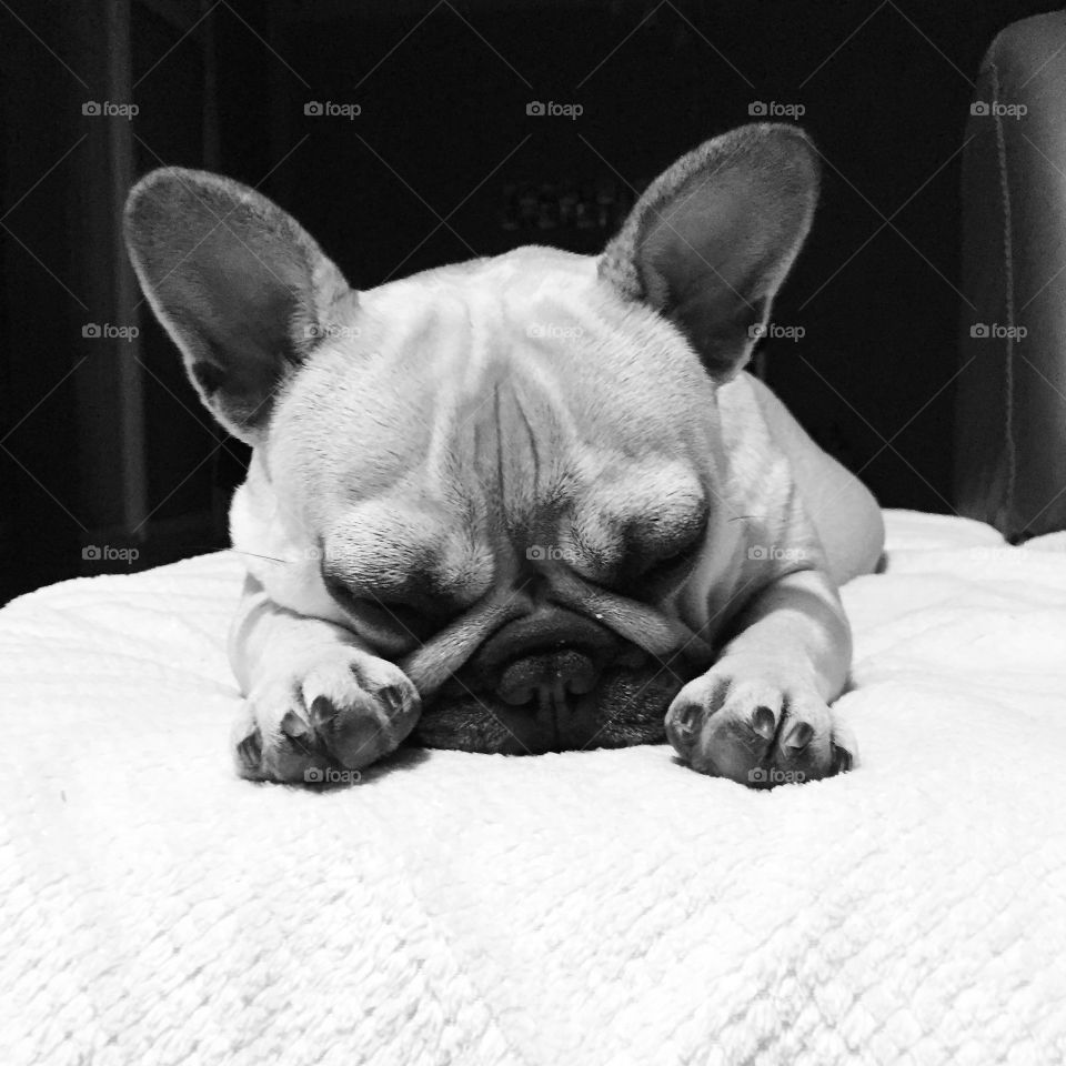 My French bulldog asleep on her white carpet 
