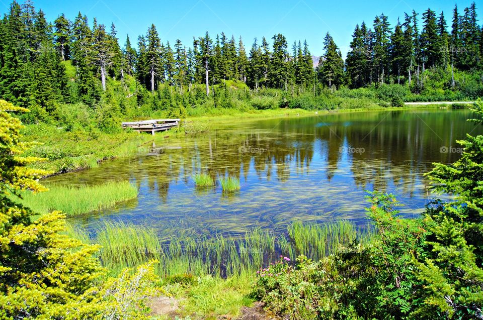 View of lake in the forest