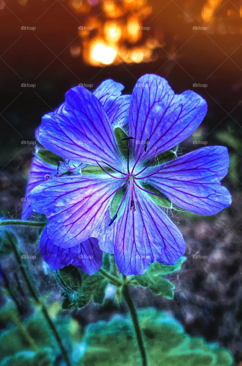 Flower