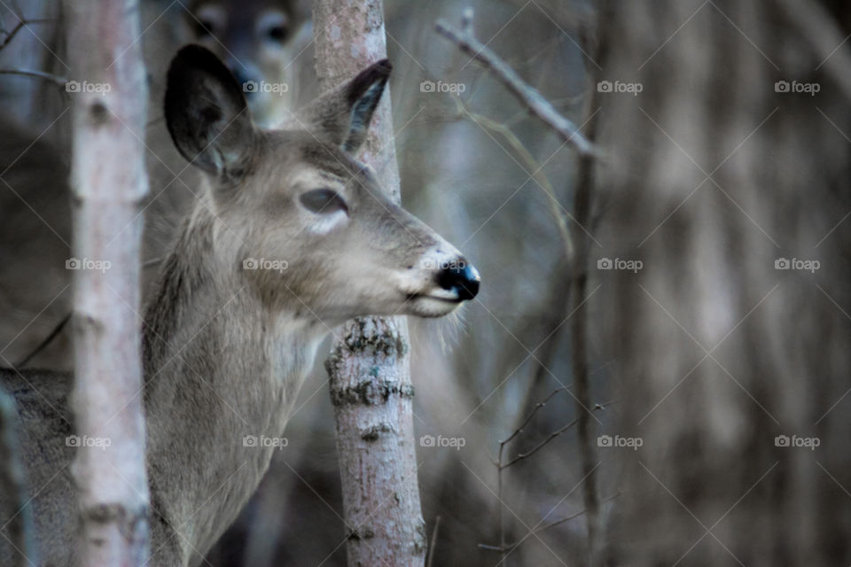 American whitetail deer