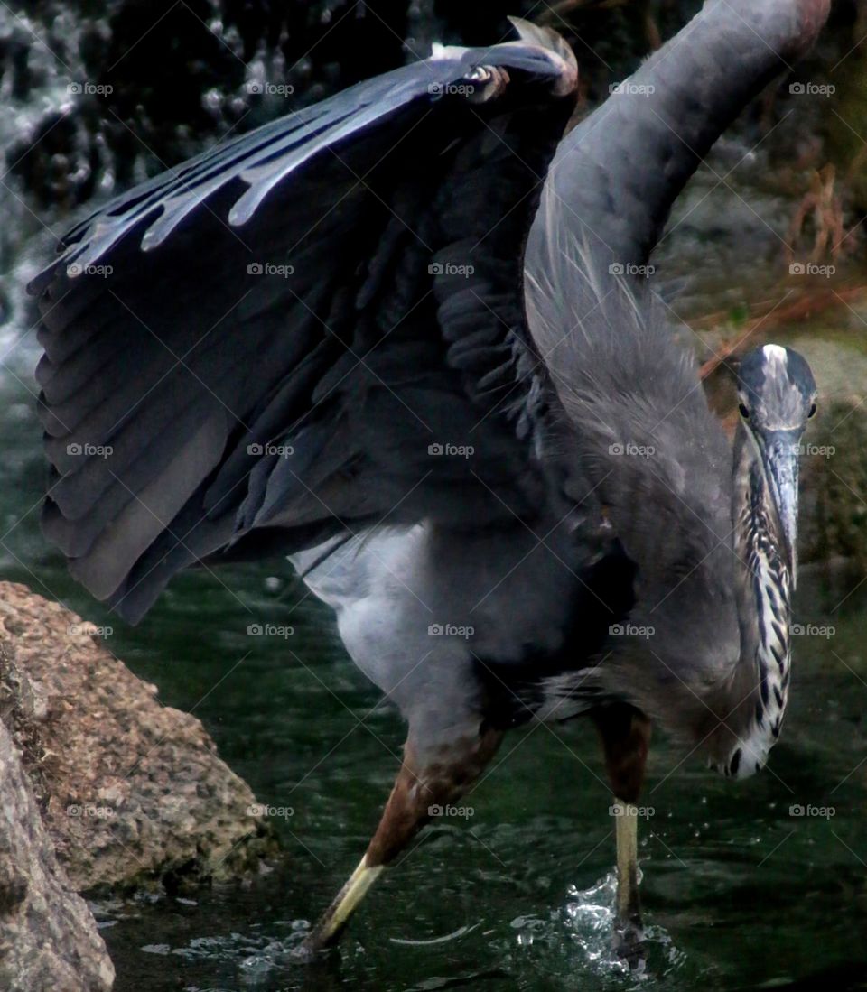 Great Blue Heron on the Hunt