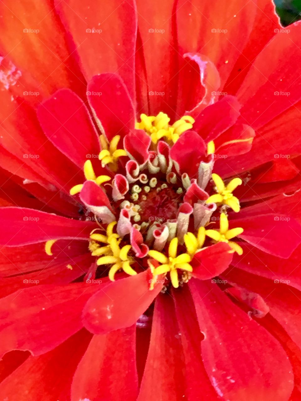 Close up red flower 
