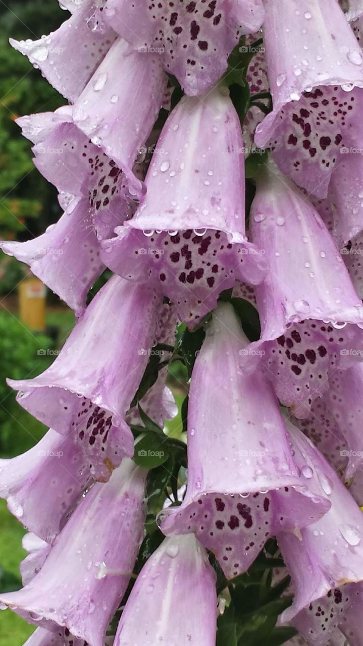 purple flower after rain