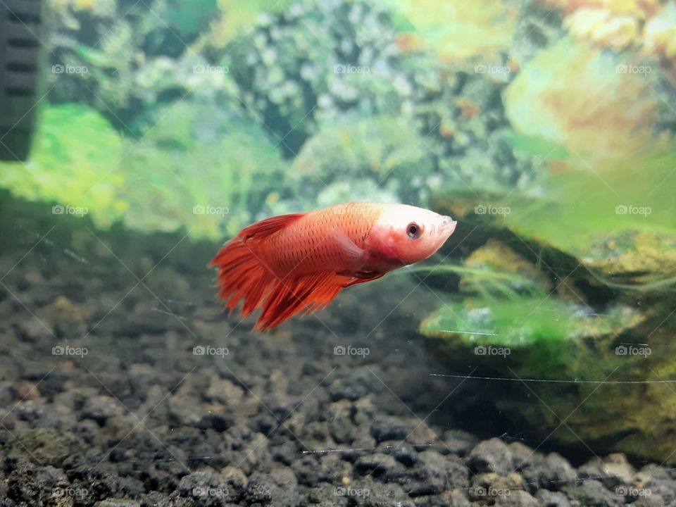 Cute little fish