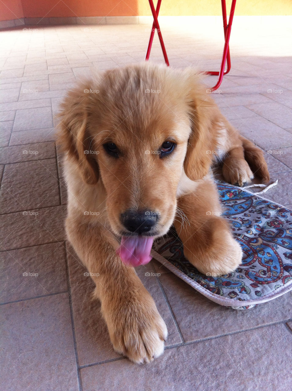 Dog, golden retriever, puppy, cute, pet, adorable, sweet, young, tongue, happy, 