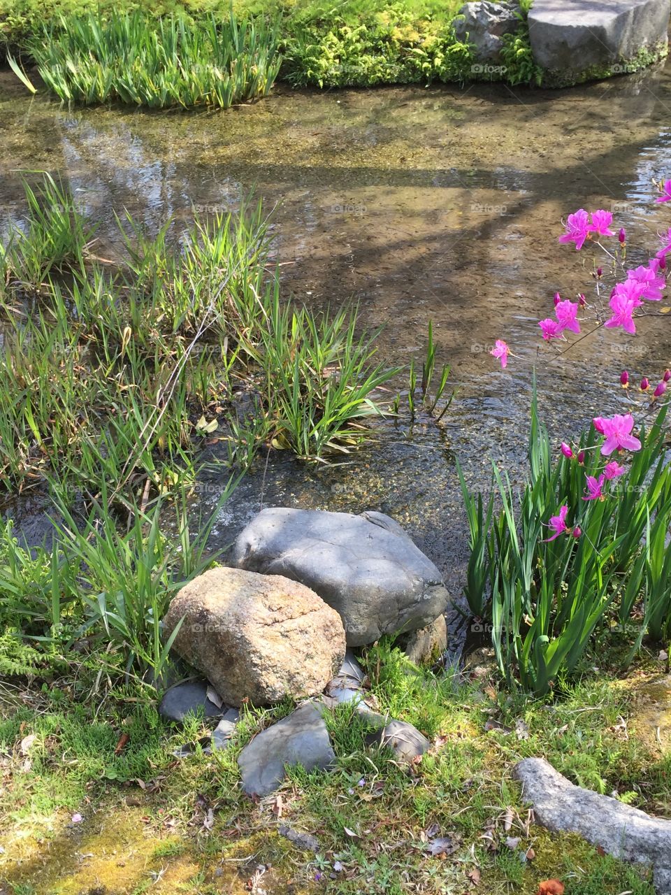 Rocks' river 