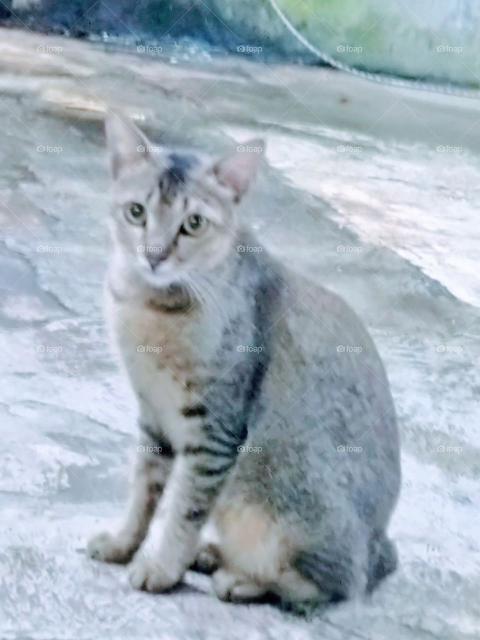 Face cat wants to be loved