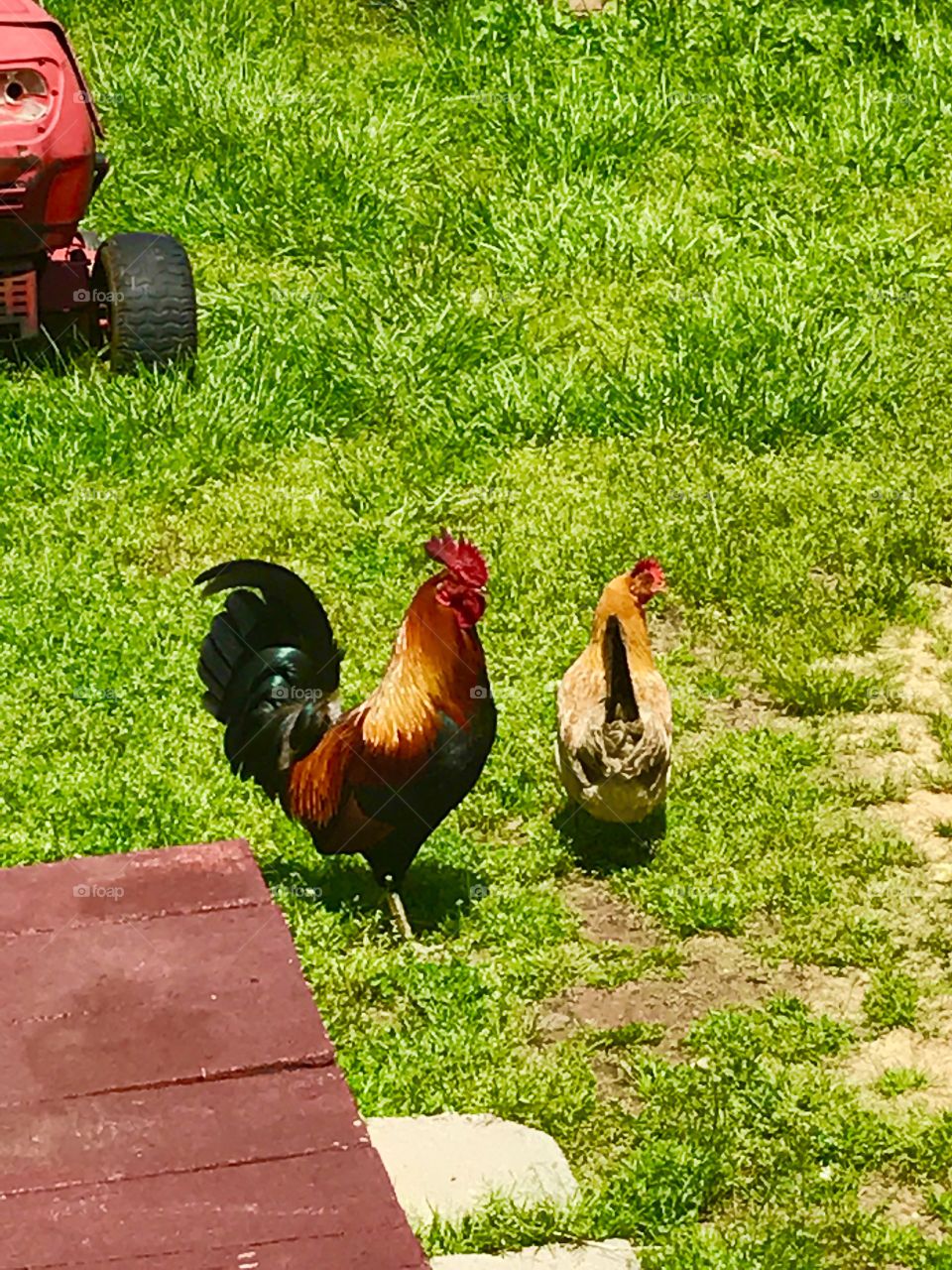 Rooster & Chicken