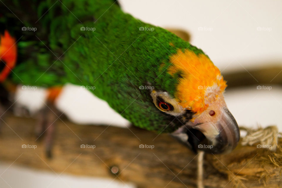 Beautiful red and yellow Jardene parrot eyes. 