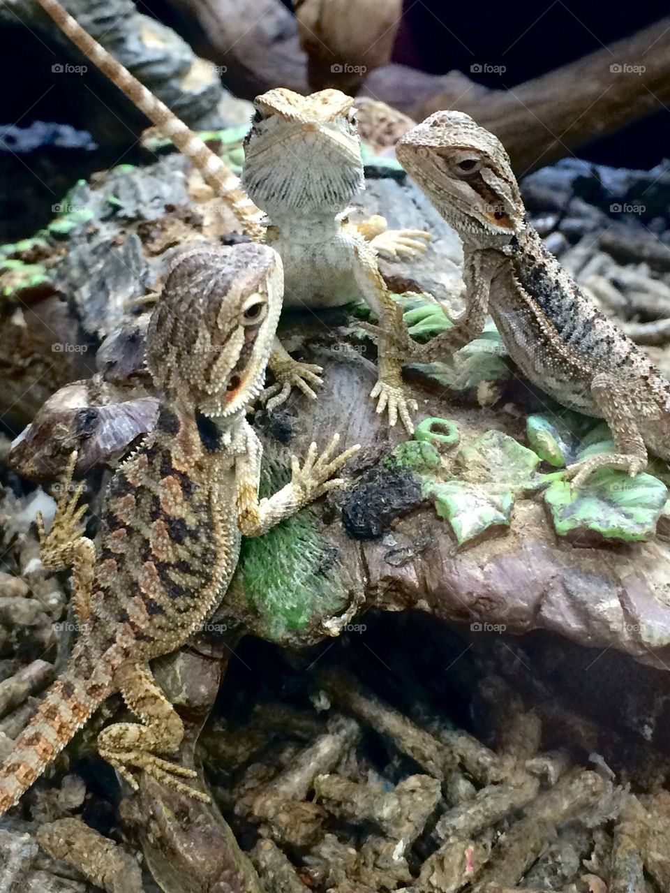 Gecko meeting