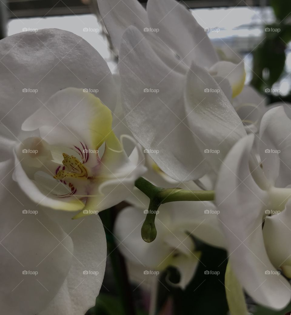 Close up of a white orchid