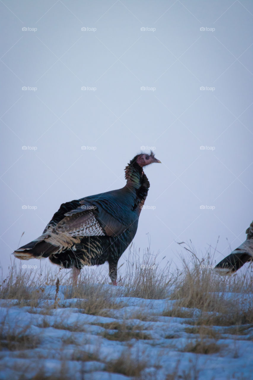 Wild Turkey in the Snow