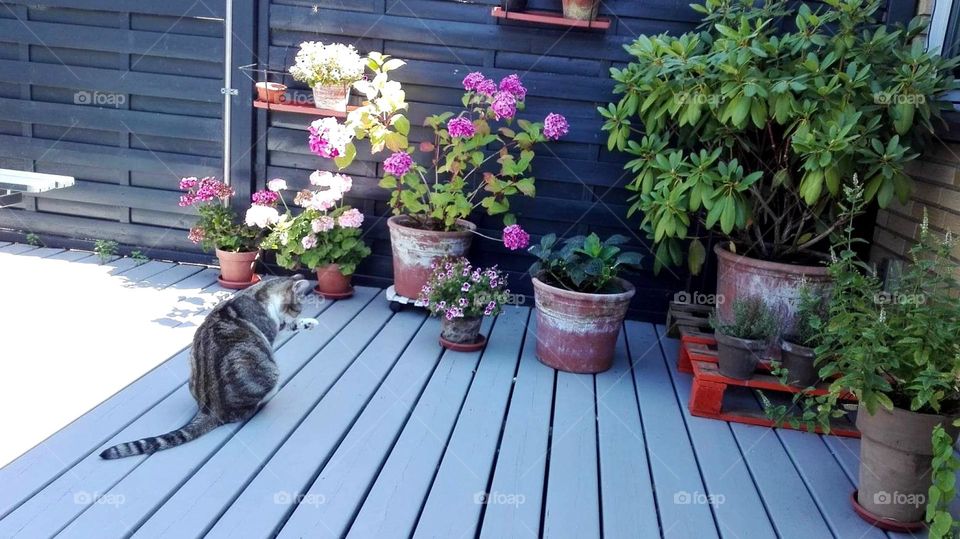 cat's morning routine