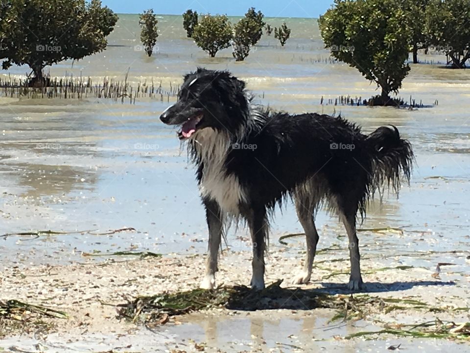 Wet and happy border collie sheepdog standing on seashore at low tide 