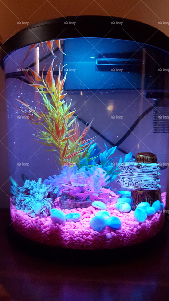LED Lit Betta Aquarium