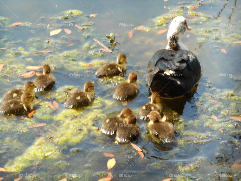 A mama duck and her ducklings swim in the lake at Lake Lily Park in Maitland, Florida.