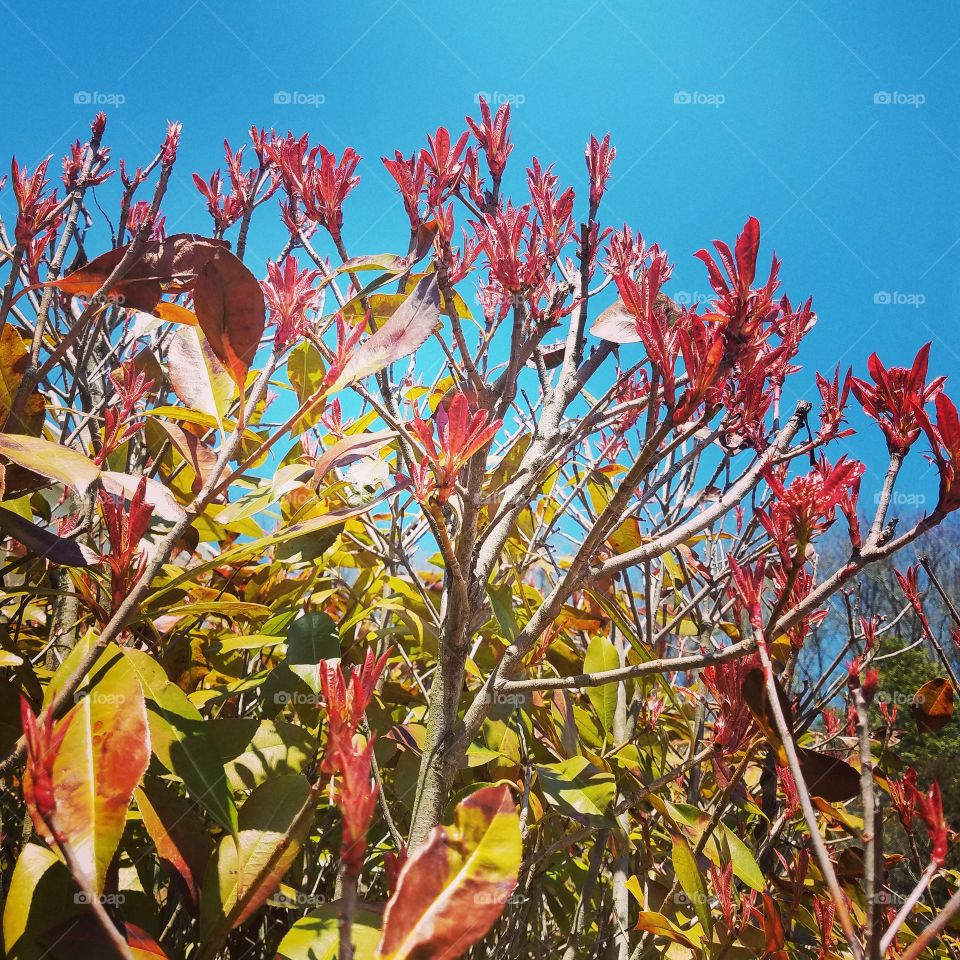 red leaves, blue sky