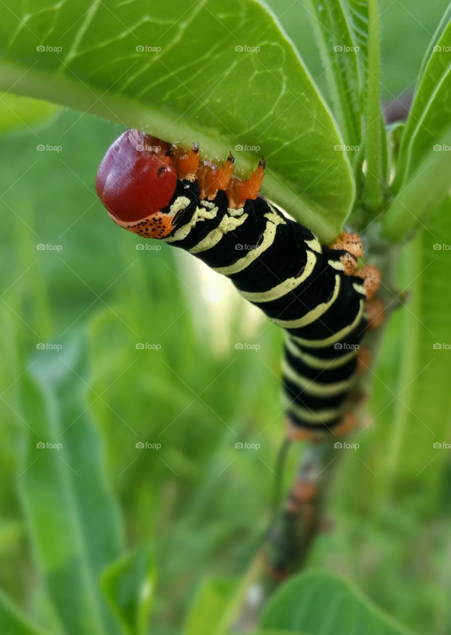 Moth caterpillar closeup