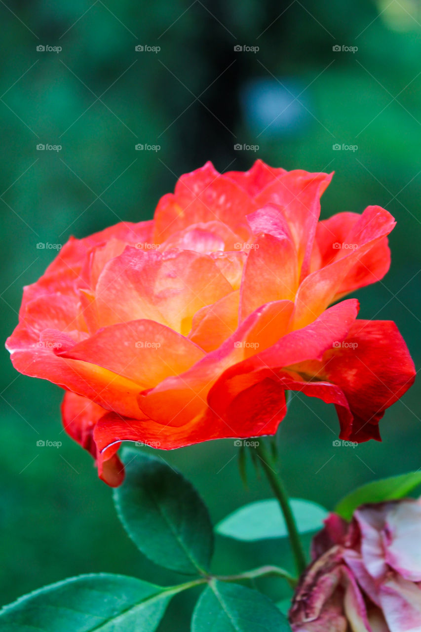 Blooming really Red Rose