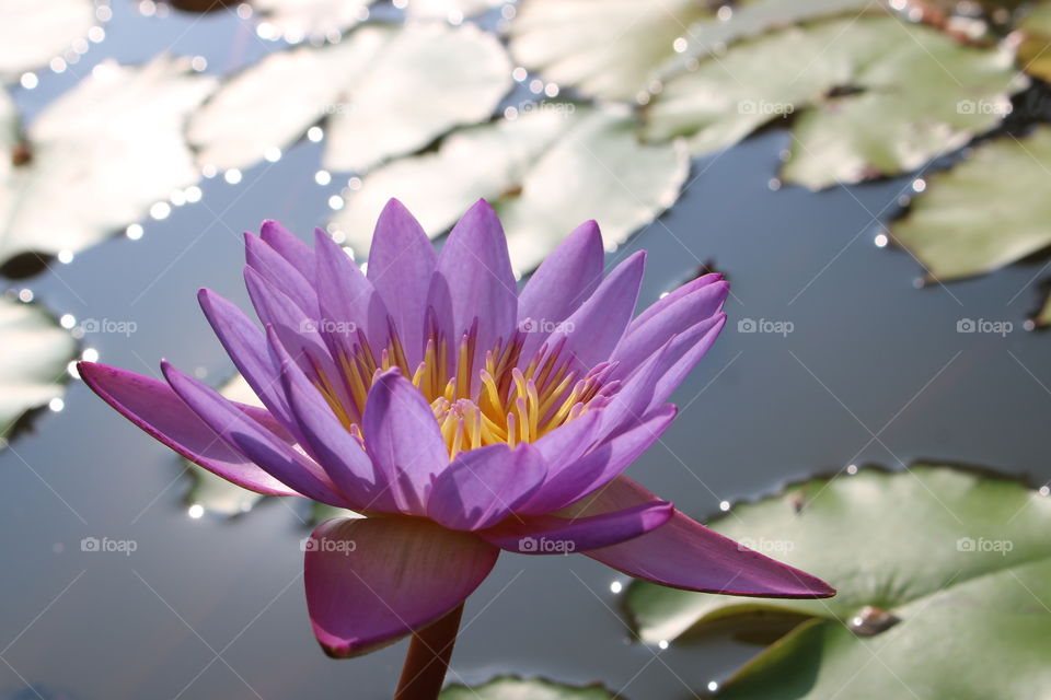 Natural purple lotus in the pond