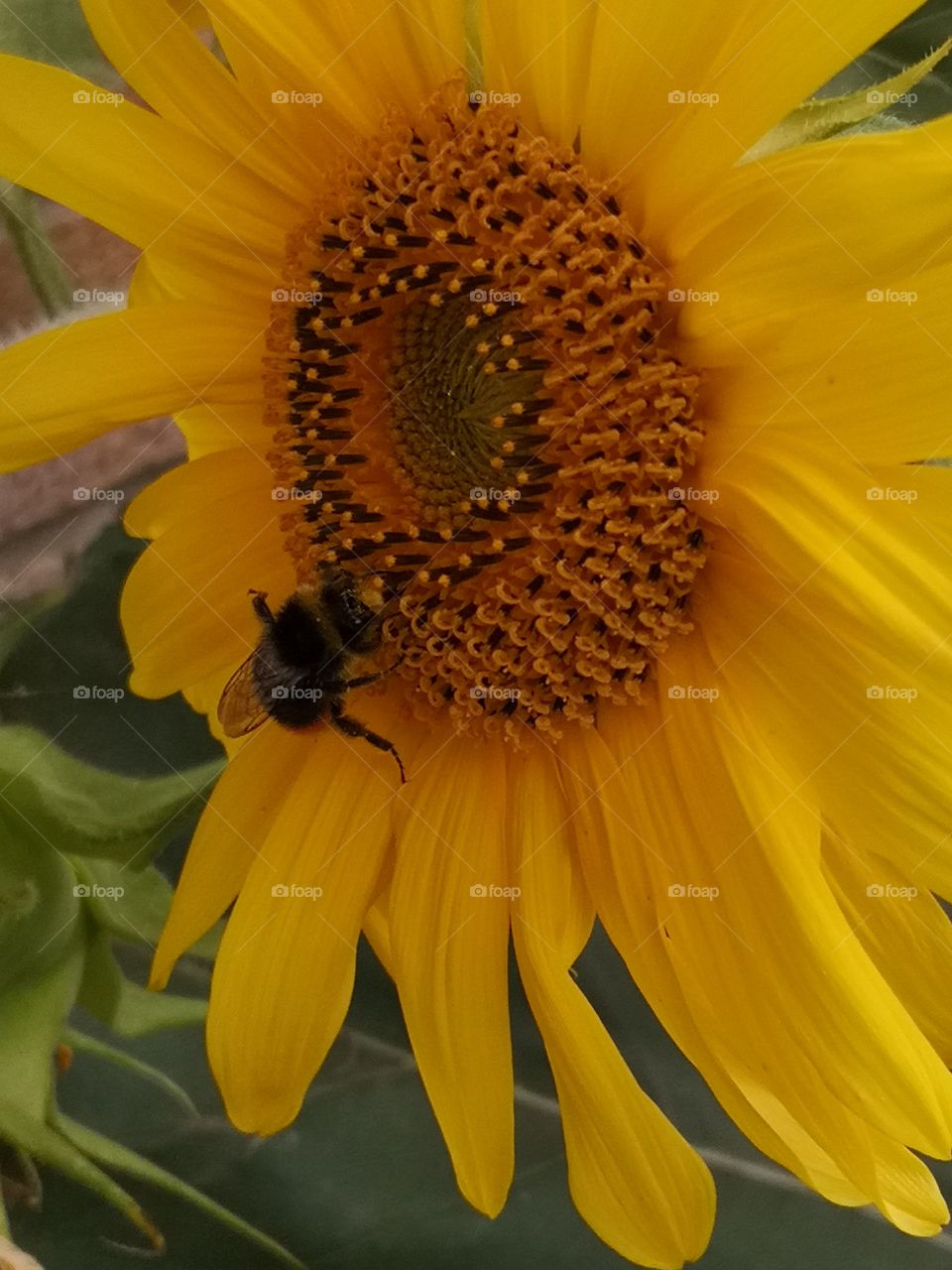 Bee Collecting Pollen. Pollen. Scented. Honey. Beehives. Queen Bee.