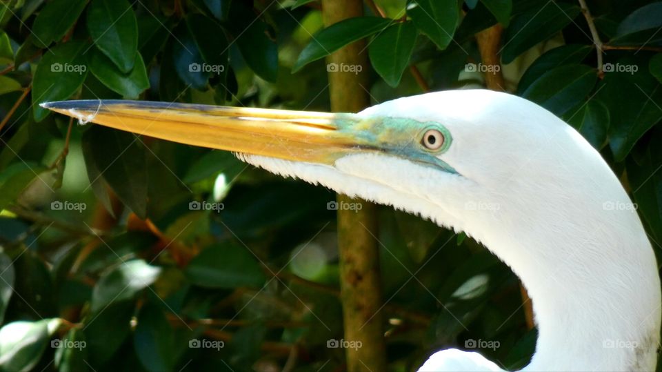 great egret close up