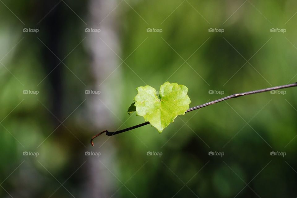 adorable portrait of a single green leaf in the shape of a heart on the tip of a thin branch featured in a ray of bright sun against a blurred woodsy background