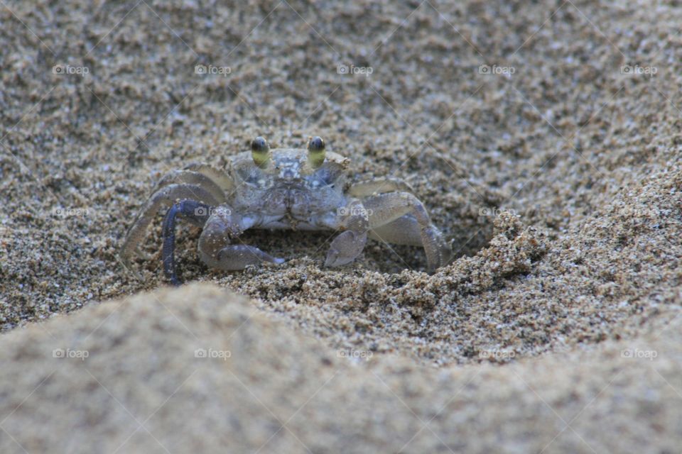 Mini crab!