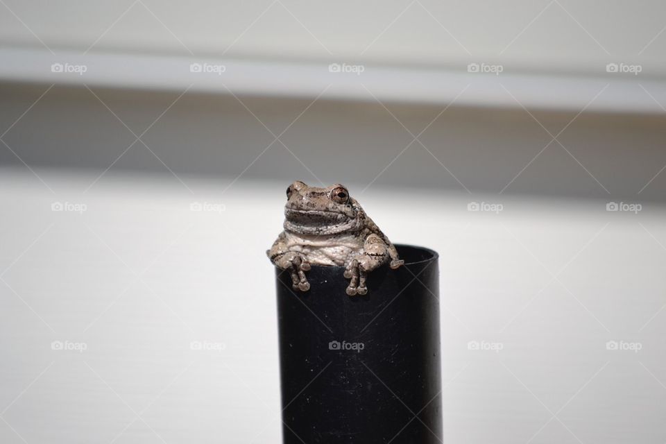 Toad