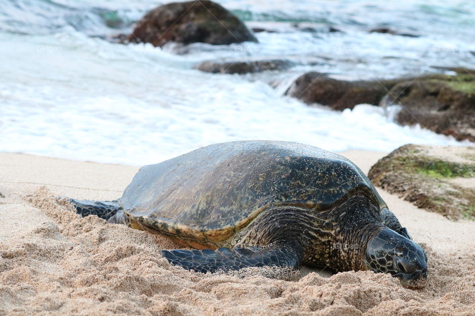 Green sea turtle making her bed on the sand