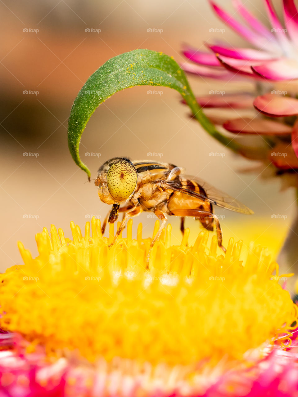 Pollinator