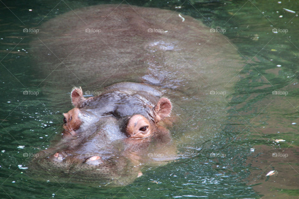 mammals animals hippopotamus by stef79