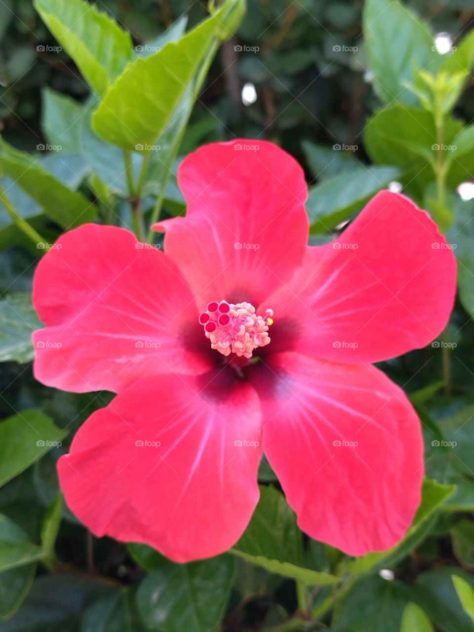 Red flower