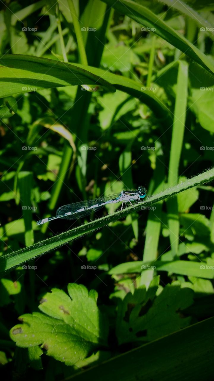 El broche mas preciado de una planta (
Liberula Emperador).