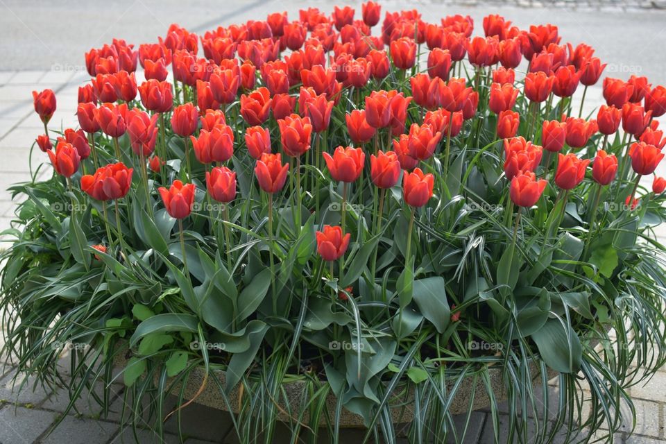 Beautiful red flowers on spring 