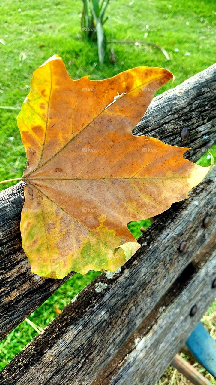 Uma folha desprendida da árvore, seca,voando de encontro com um banco rústico em plena praça. Tem muitos significados.