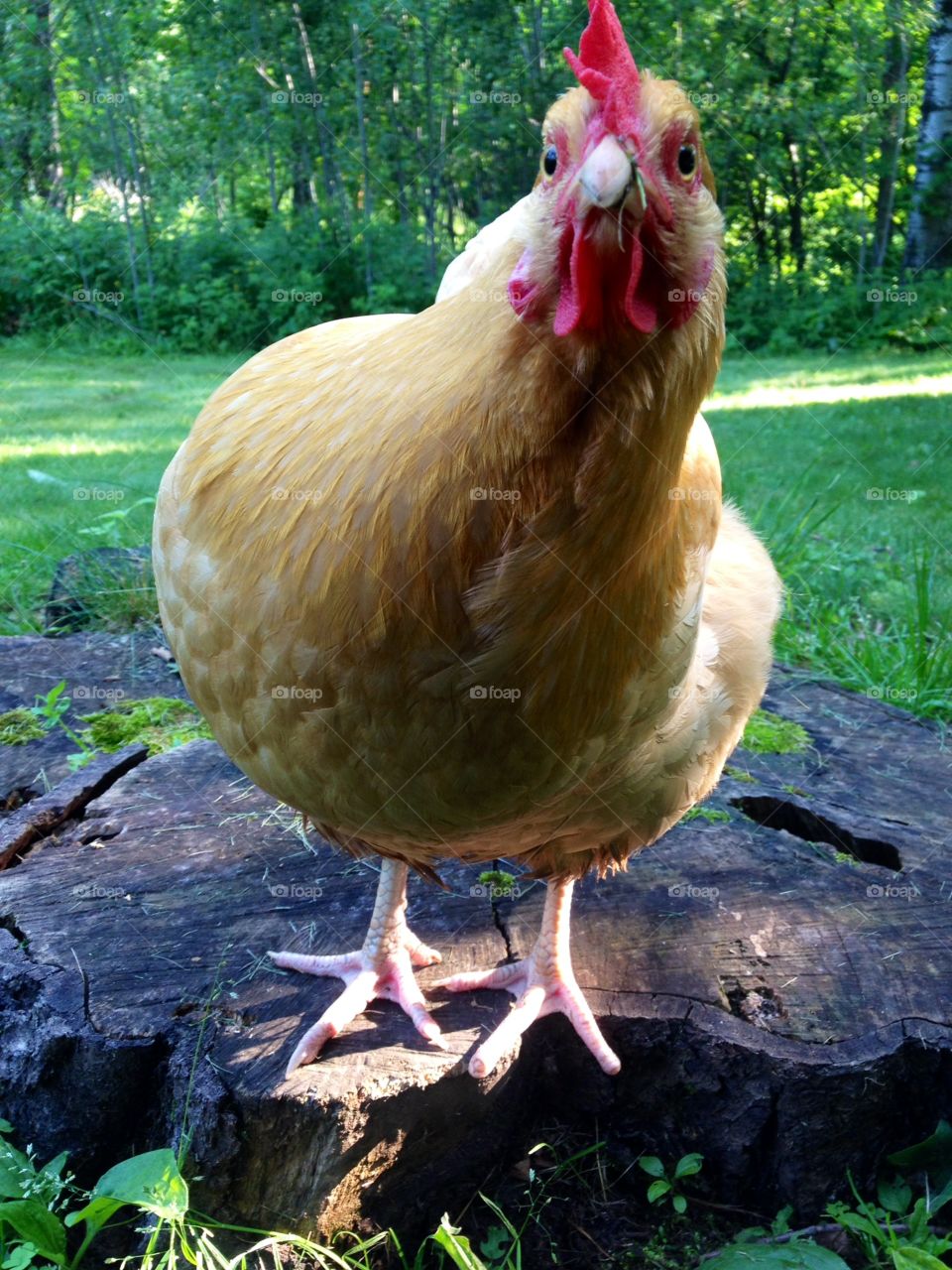 What are you looking at? . Chicken stare down! She wins every time! 
