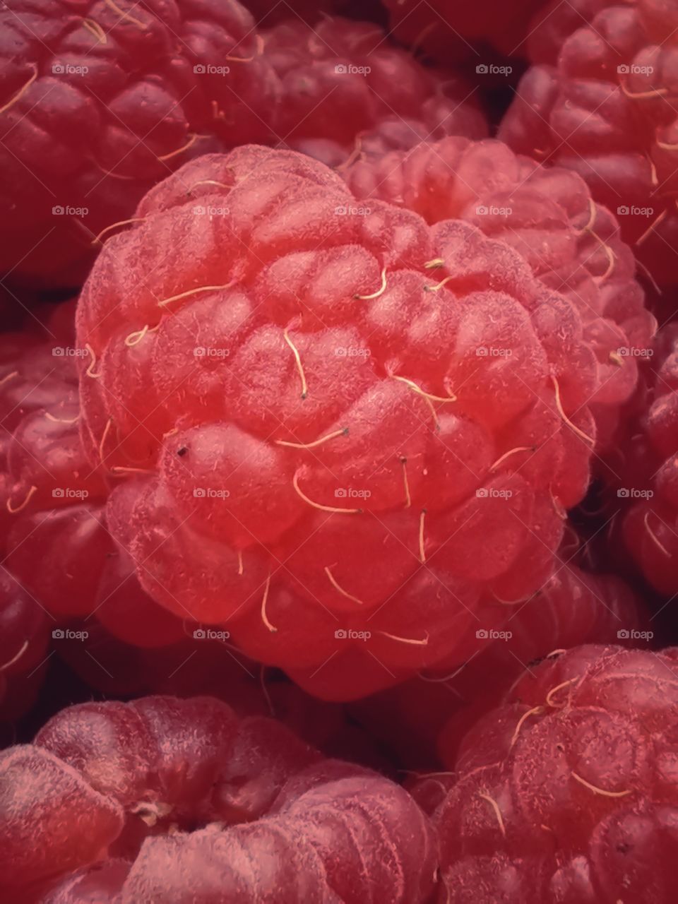 Fromboise berry hand happy view bio fresh yummy healthy Red raspberry nature eco vegan juicy fruits