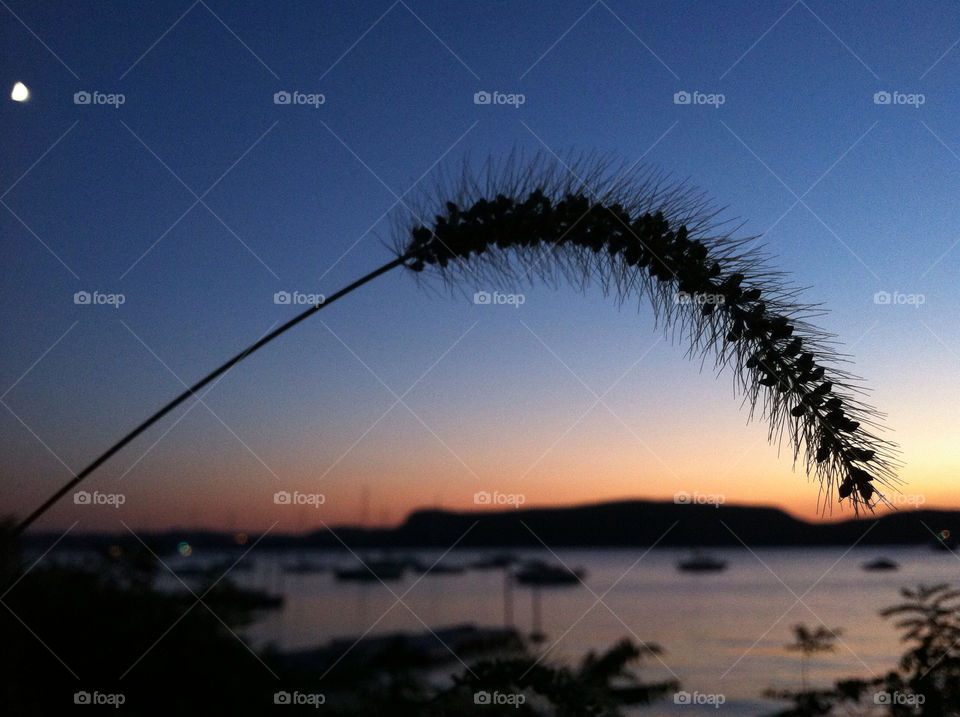 weed sunset river silhouette by delvec