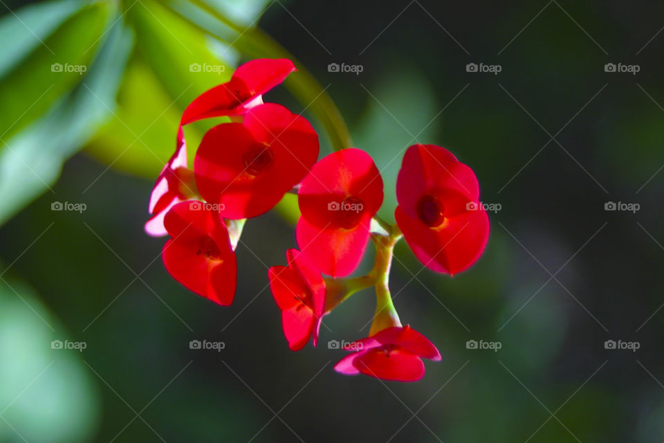 THE FLOWERS AT BOTANICAL GARDEN PHOENIX ARIZONA