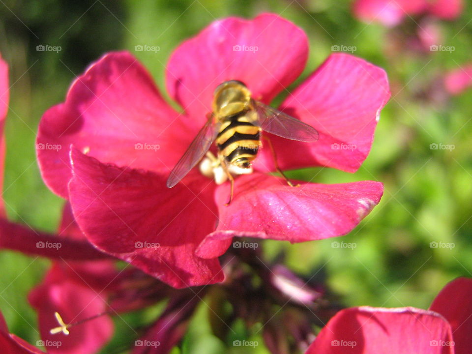 Striped Fly 