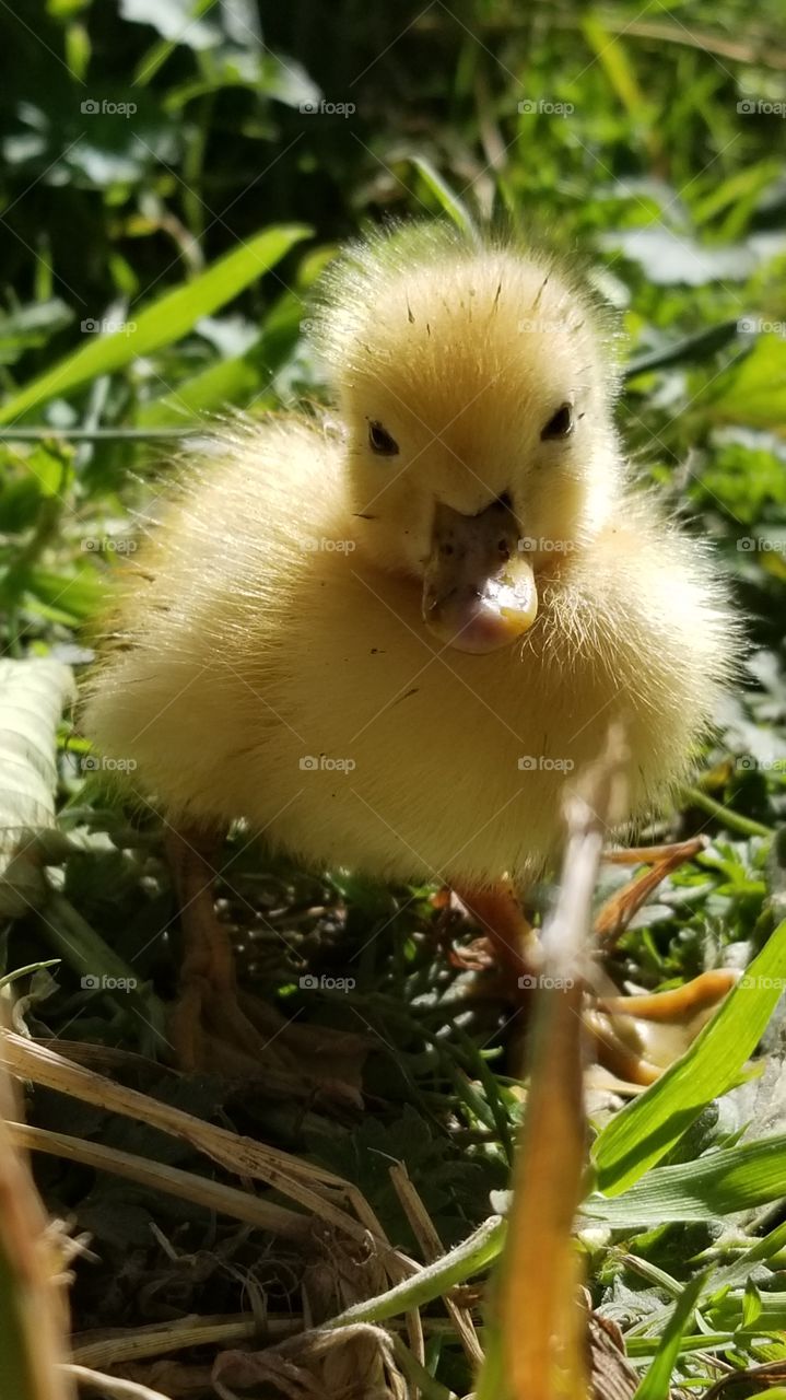 Baby Duckling