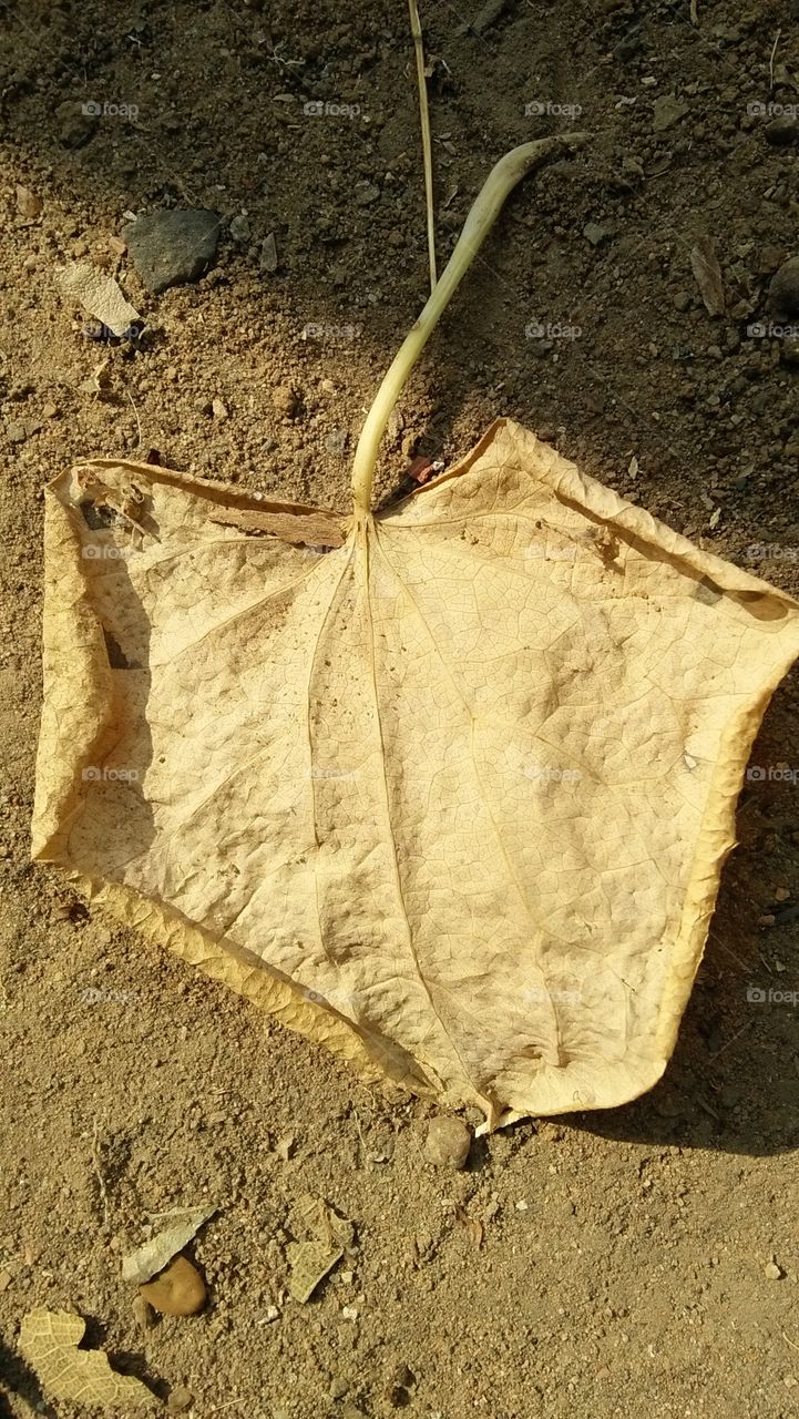 leaf