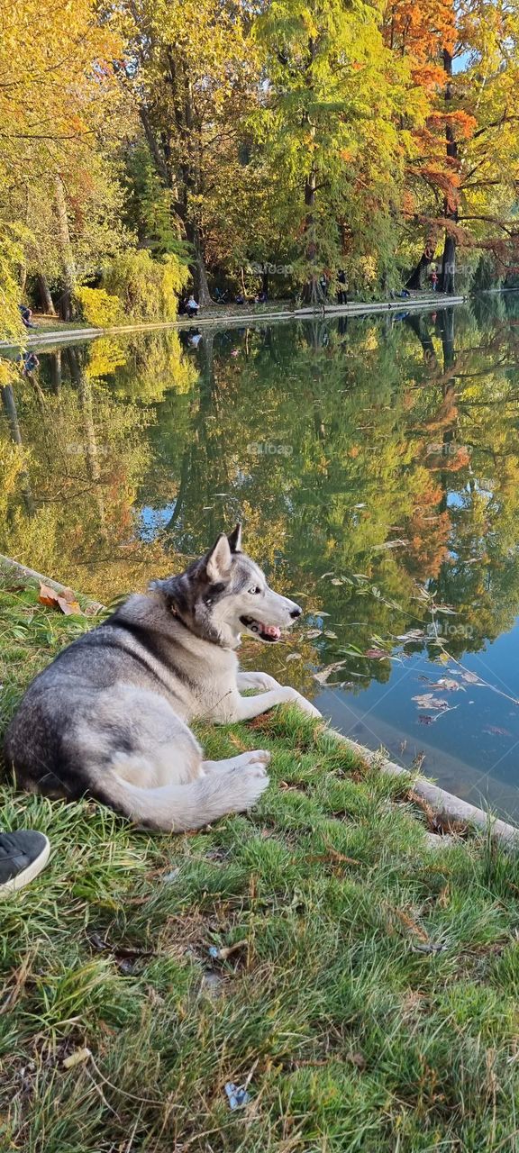 my best friend is not a human , is a jusky , her name is tara!