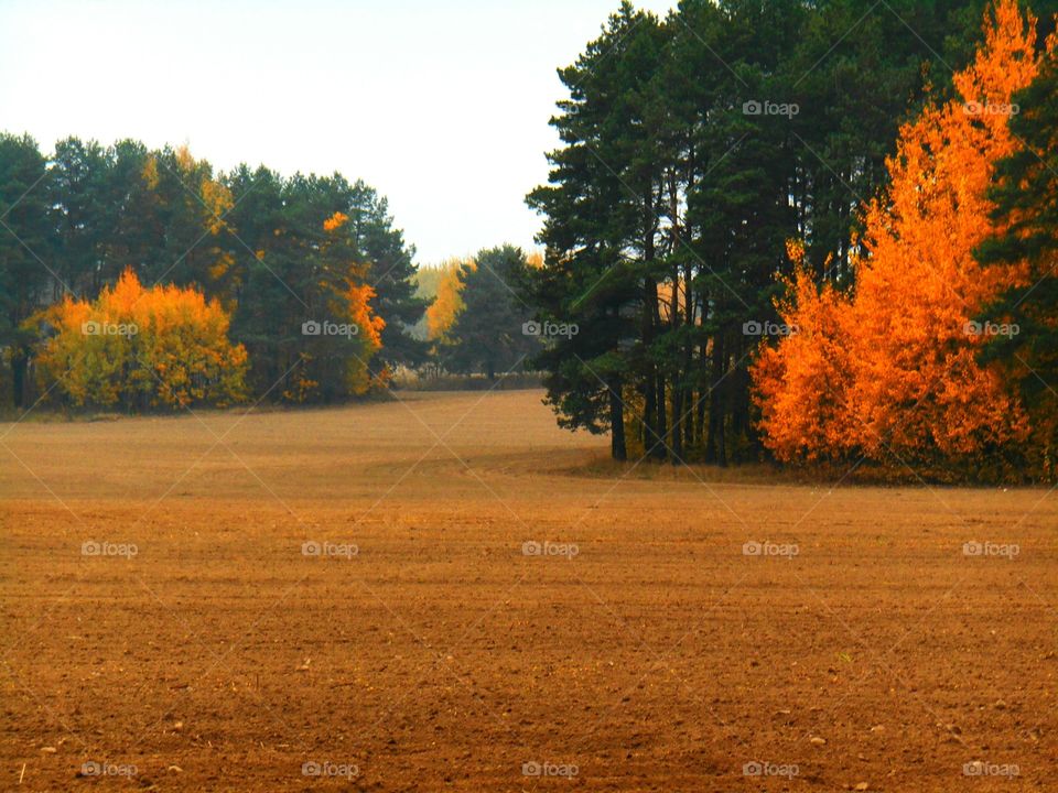 Fall, Tree, Wood, No Person, Leaf