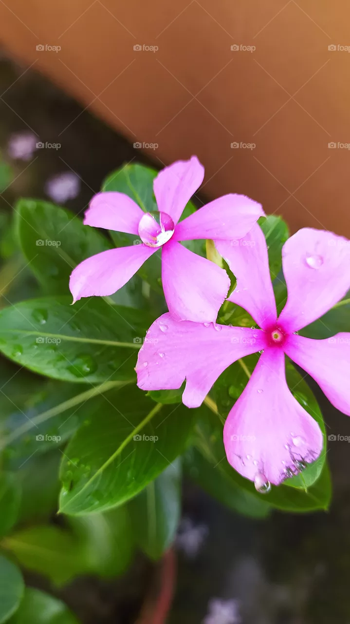 Pearls on petals